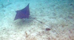 Spotted Eagle Ray (~6’ tip to tip)